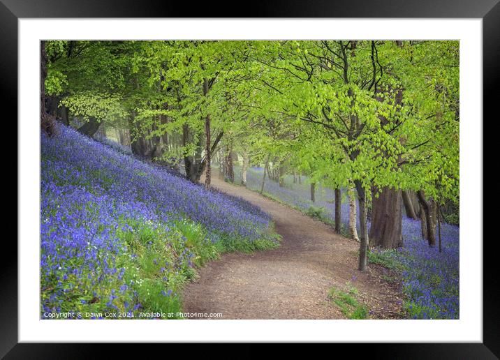 Bluebell woodland walk  Framed Mounted Print by Dawn Cox