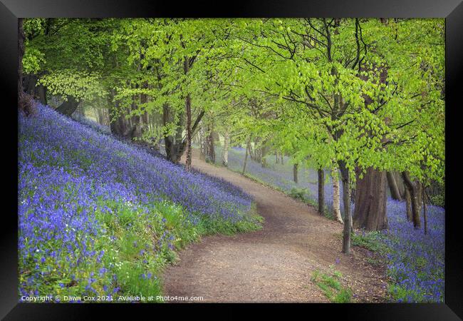 Bluebell woodland walk  Framed Print by Dawn Cox
