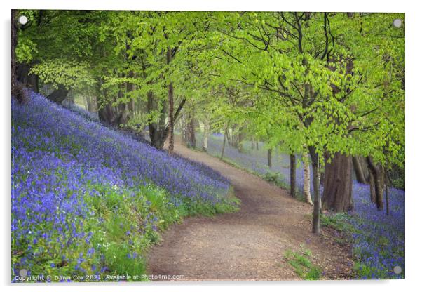 Bluebell woodland walk  Acrylic by Dawn Cox