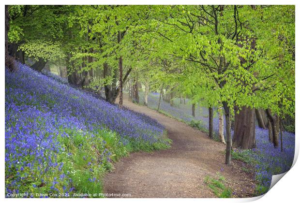 Bluebell woodland walk  Print by Dawn Cox