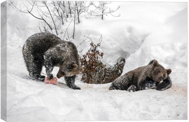 Twin Brown Bear Cubs in the Snow Canvas Print by Arterra 