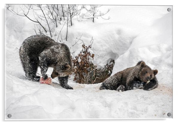 Twin Brown Bear Cubs in the Snow Acrylic by Arterra 
