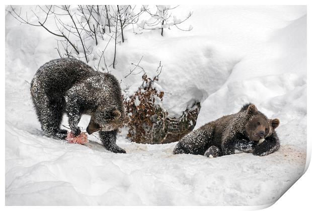 Twin Brown Bear Cubs in the Snow Print by Arterra 