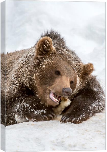 Brown Bear Chewing Bone in Winter Canvas Print by Arterra 