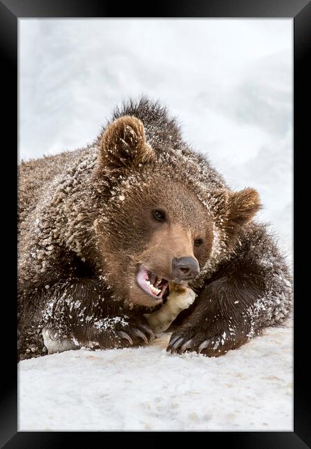 Brown Bear Chewing Bone in Winter Framed Print by Arterra 