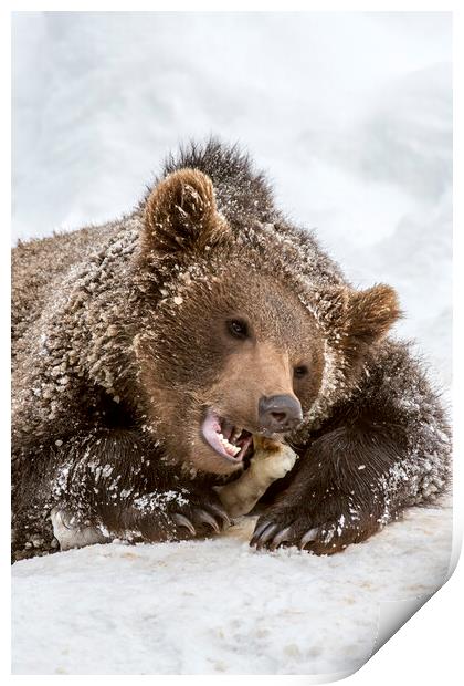 Brown Bear Chewing Bone in Winter Print by Arterra 