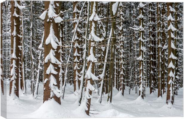 Spruce Trees in Winter Wood Canvas Print by Arterra 