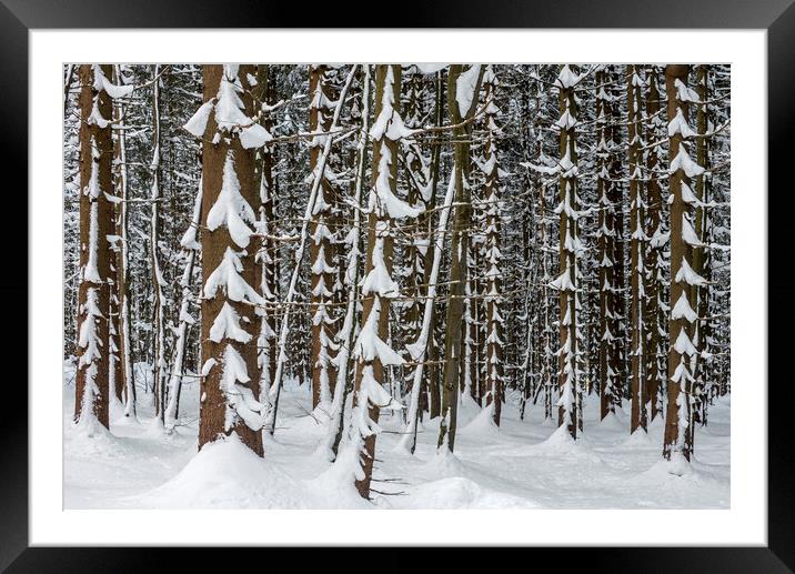 Spruce Trees in Winter Wood Framed Mounted Print by Arterra 
