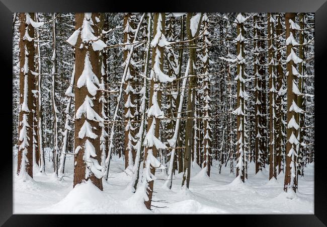 Spruce Trees in Winter Wood Framed Print by Arterra 