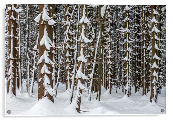 Spruce Trees in Winter Wood Acrylic by Arterra 