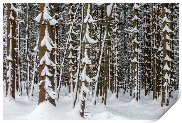 Spruce Trees in Winter Wood Print by Arterra 