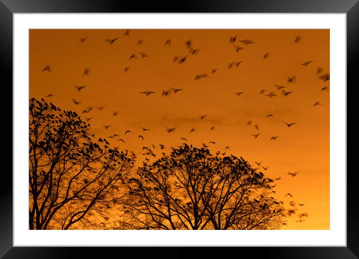 Rooks Roosting in Tree Framed Mounted Print by Arterra 