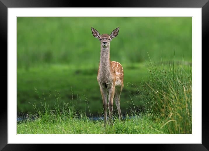 Red Deer Fawn in Meadow Framed Mounted Print by Arterra 