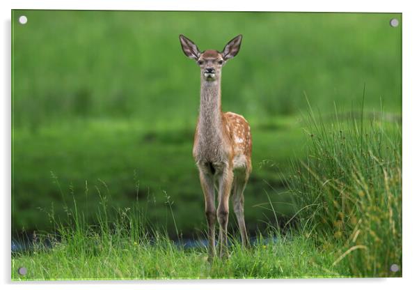 Red Deer Fawn in Meadow Acrylic by Arterra 