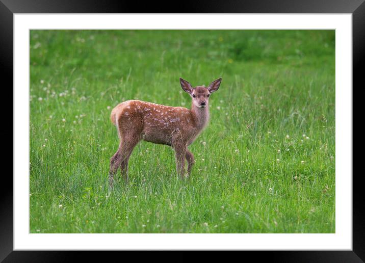 Red Deer Fawn in Field Framed Mounted Print by Arterra 