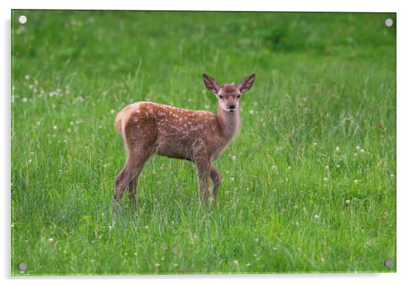 Red Deer Fawn in Field Acrylic by Arterra 