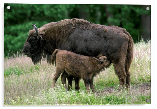 European Bison with Calf Acrylic by Arterra 