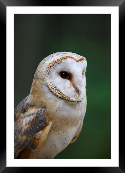 Barn Owl Framed Mounted Print by Arterra 