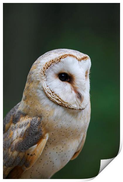 Barn Owl Print by Arterra 