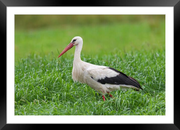 White Stork in Meadow Framed Mounted Print by Arterra 