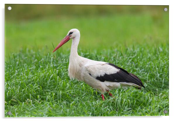 White Stork in Meadow Acrylic by Arterra 