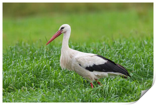 White Stork in Meadow Print by Arterra 