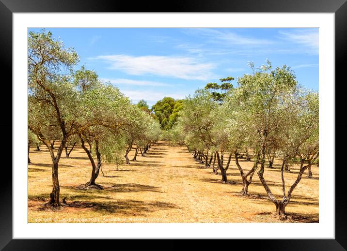 Almond orchard - Clare Valley Framed Mounted Print by Laszlo Konya