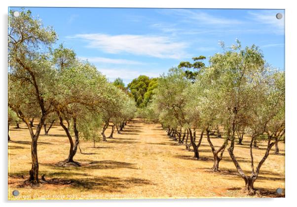 Almond orchard - Clare Valley Acrylic by Laszlo Konya
