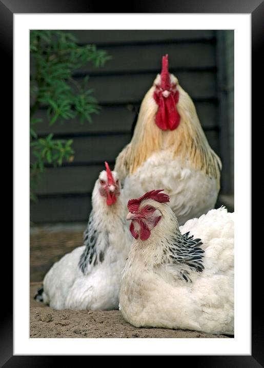 Sussex Chickens Framed Mounted Print by Arterra 