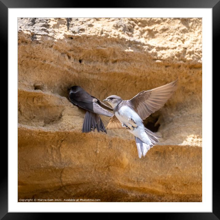 Nesting Sand Martins Framed Mounted Print by Marcia Reay