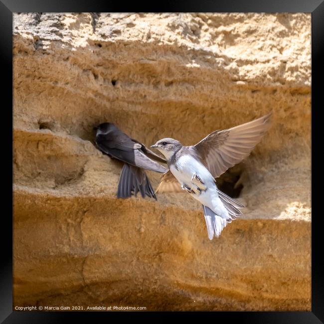 Nesting Sand Martins Framed Print by Marcia Reay