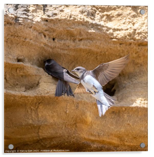 Nesting Sand Martins Acrylic by Marcia Reay