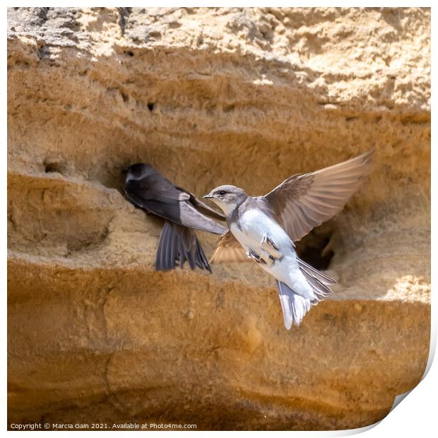 Nesting Sand Martins Print by Marcia Reay