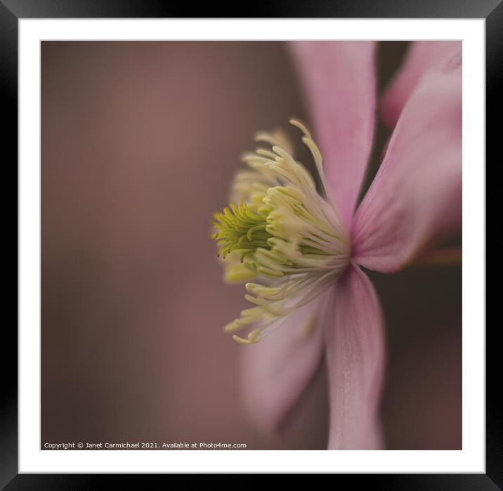 Delicate Mountain Clematis Framed Mounted Print by Janet Carmichael