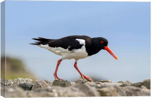 Pied Oystercatcher on Stone Wall Canvas Print by Arterra 