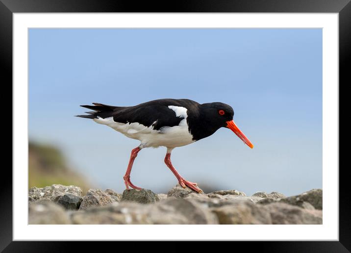 Pied Oystercatcher on Stone Wall Framed Mounted Print by Arterra 