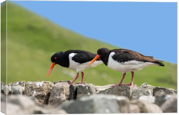 Two Pied Oystercatchers on Dry Stone Wall Canvas Print by Arterra 