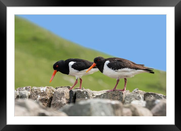 Two Pied Oystercatchers on Dry Stone Wall Framed Mounted Print by Arterra 