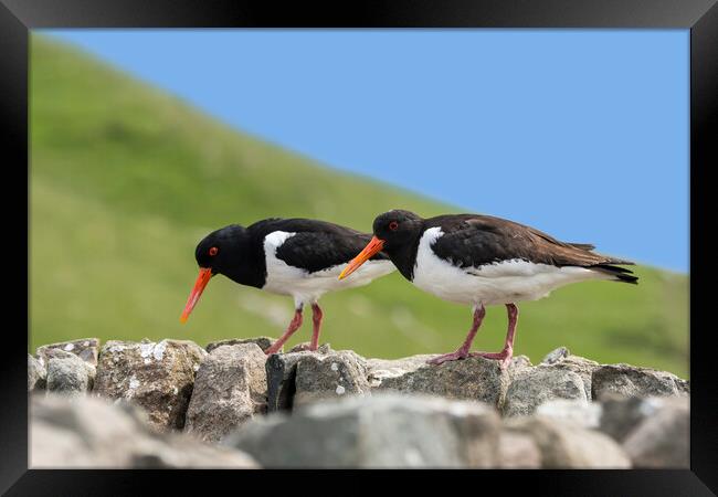 Two Pied Oystercatchers on Dry Stone Wall Framed Print by Arterra 