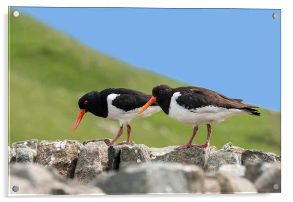 Two Pied Oystercatchers on Dry Stone Wall Acrylic by Arterra 