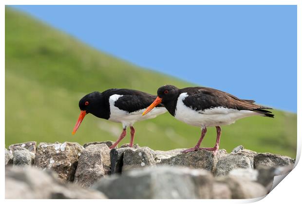 Two Pied Oystercatchers on Dry Stone Wall Print by Arterra 