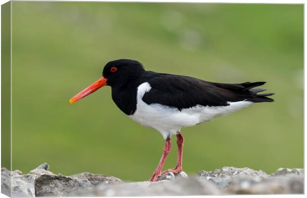 Eurasian Oystercatcher Canvas Print by Arterra 