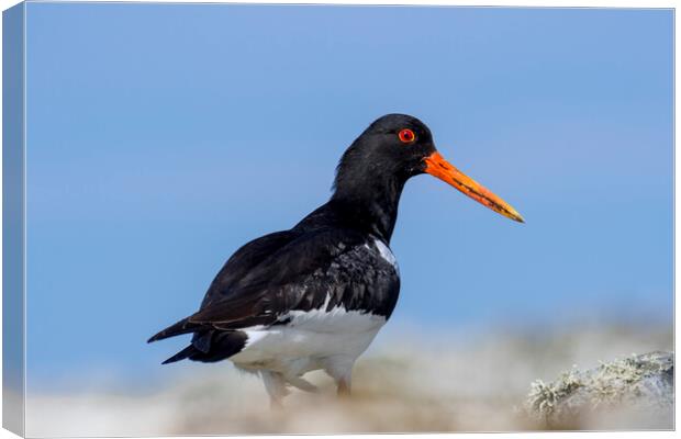 Common Pied Oystercatcher Canvas Print by Arterra 