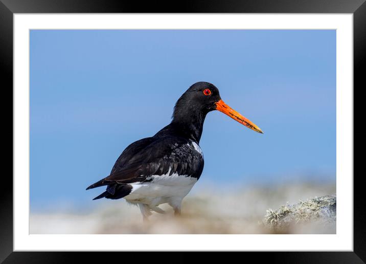 Common Pied Oystercatcher Framed Mounted Print by Arterra 