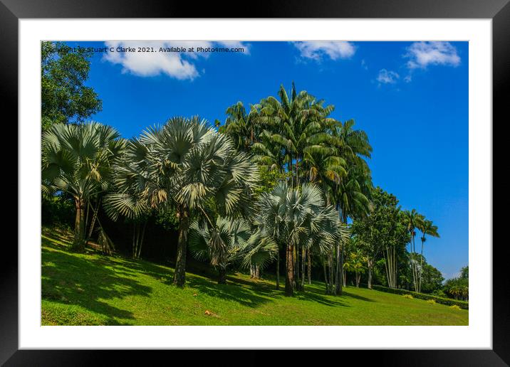 Palm trees Framed Mounted Print by Stuart C Clarke