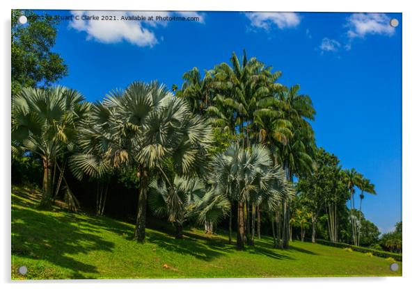 Palm trees Acrylic by Stuart C Clarke