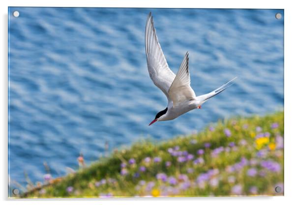 Arctic Tern Flying  Acrylic by Arterra 