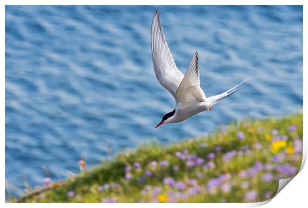 Arctic Tern Flying  Print by Arterra 