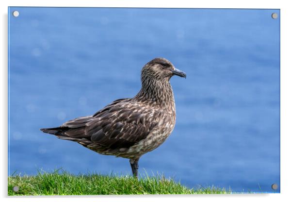 Great Skua, Scotland Acrylic by Arterra 