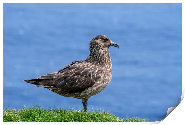 Great Skua, Scotland Print by Arterra 